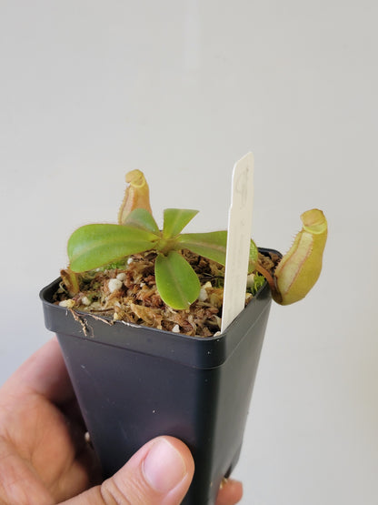 Nepenthes veitchii 'Phil Mann' BE