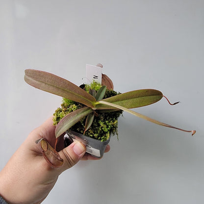 Nepenthes tentaculata BE