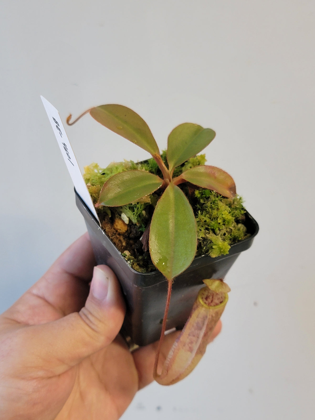 Nepenthes peltata x attenboroughii BE