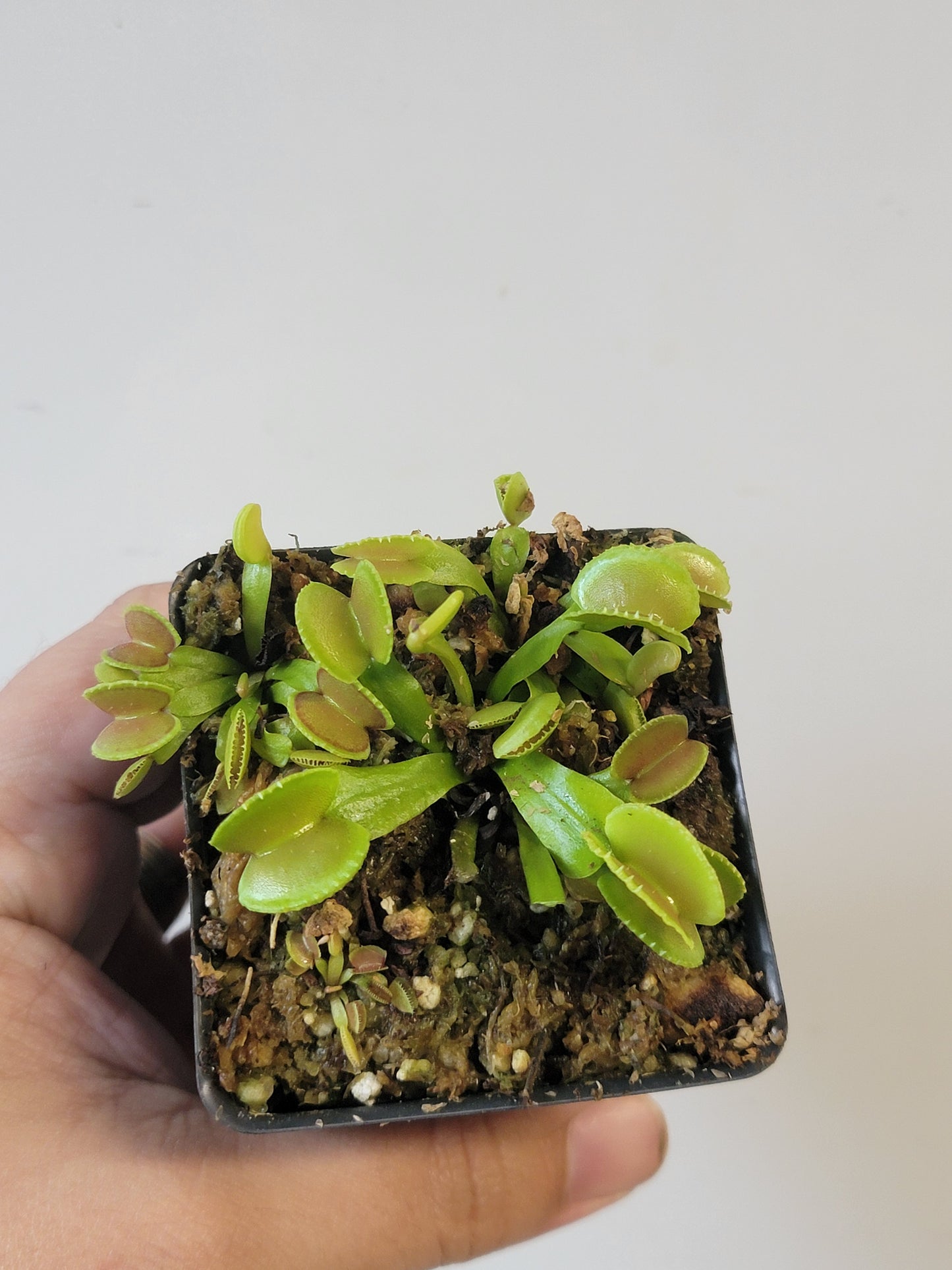 Dionaea musc. "Adentate"