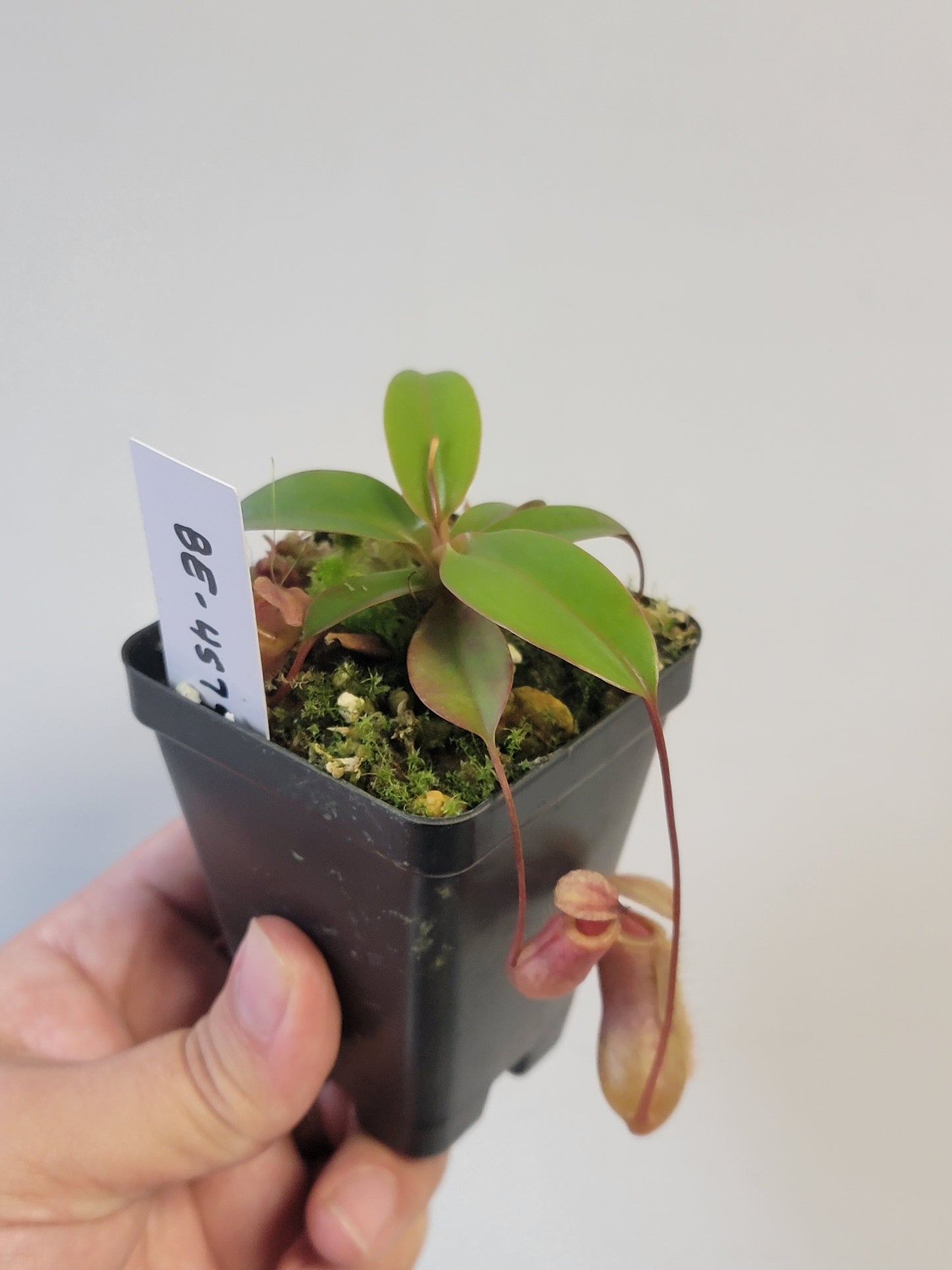 Nepenthes sibuyanensis x attenboroughii BE
