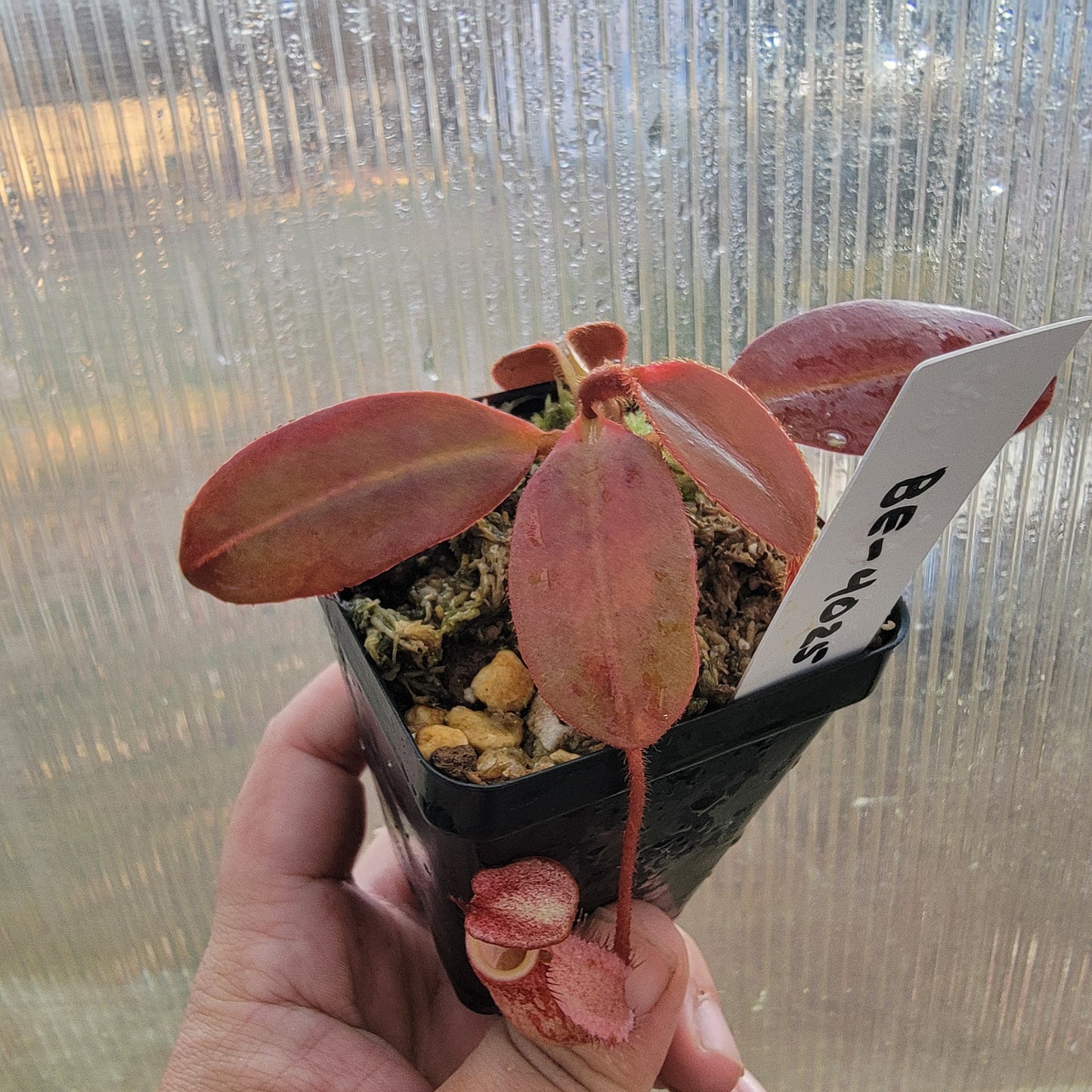 Nepenthes peltata BE