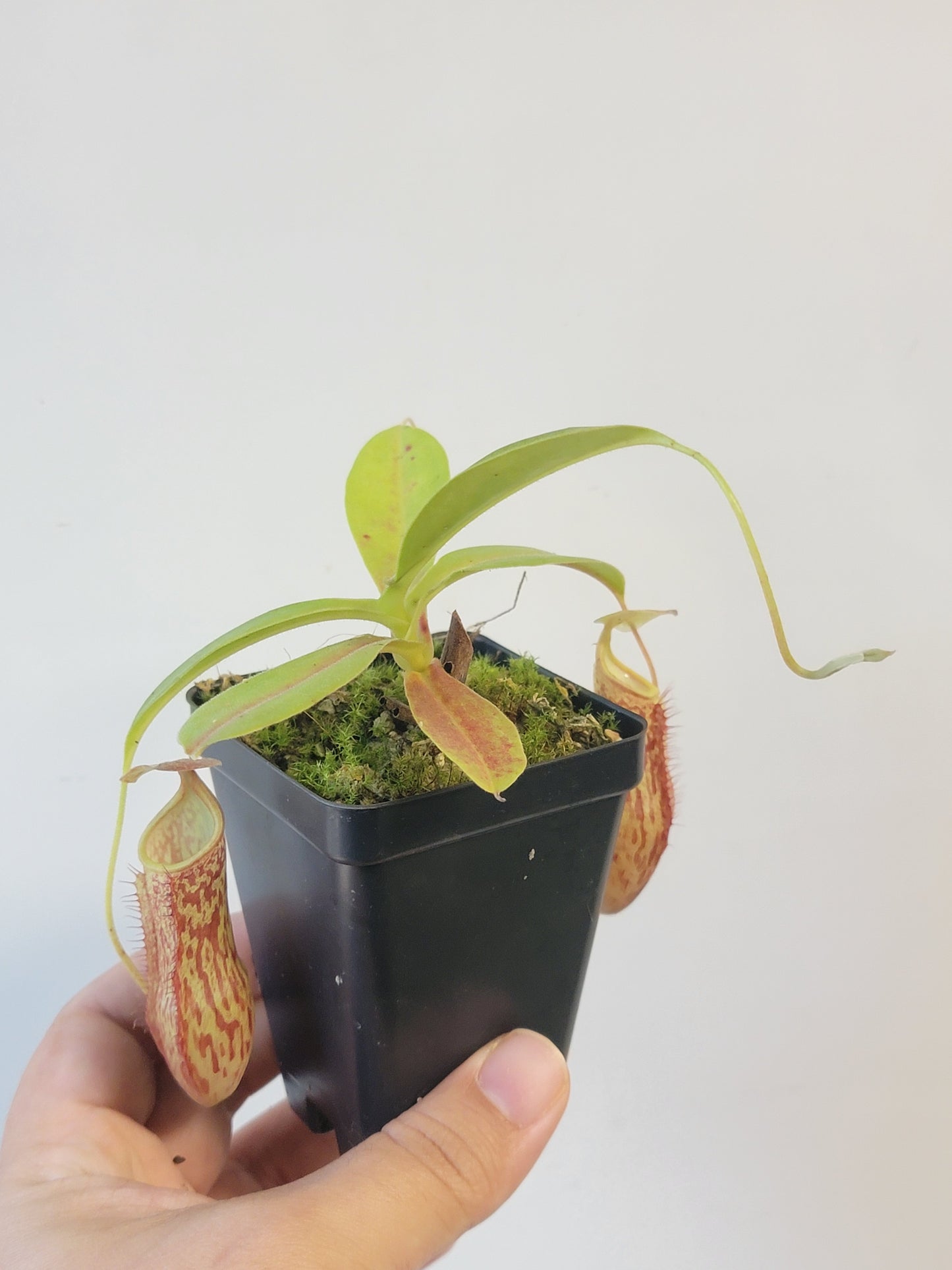 Nepenthes thorelii x maxima (x Rokko) MBRS clone