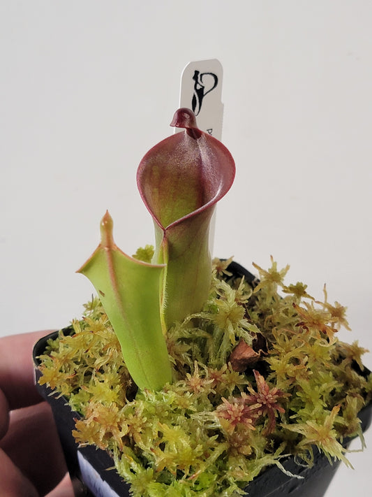 Heliamphora heterodoxa x minor *Small*
