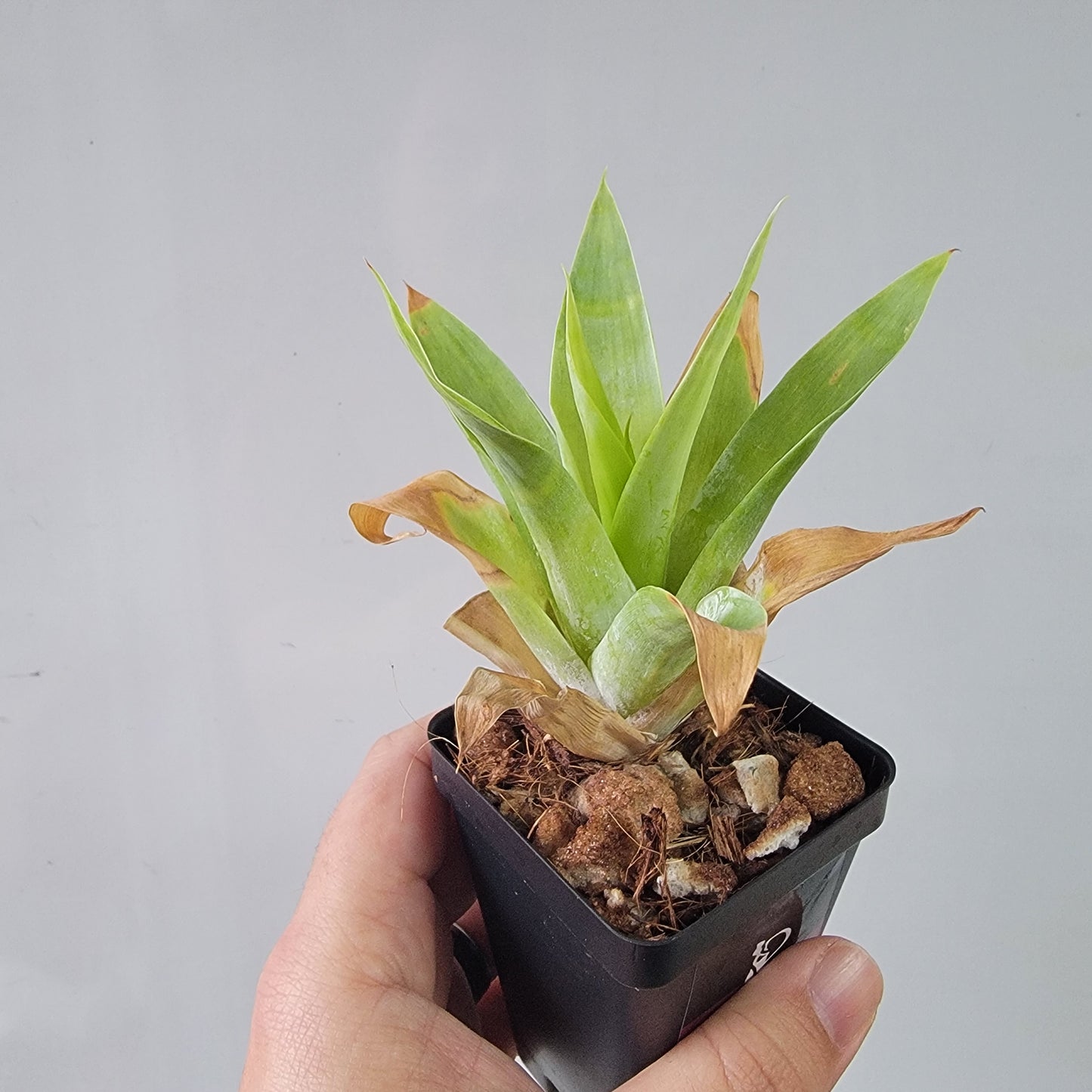 Catopsis berteroniana