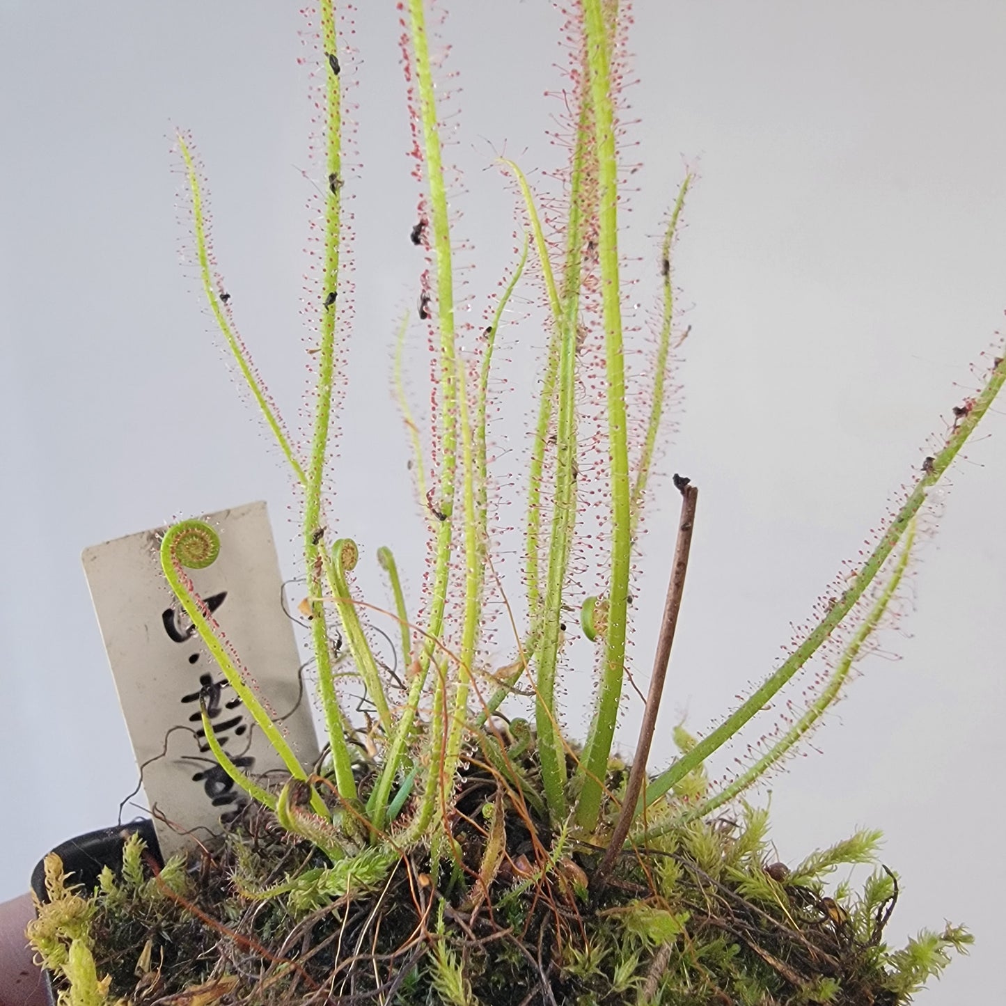 Drosera filiformis