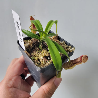 Nepenthes singalana x hamata BE