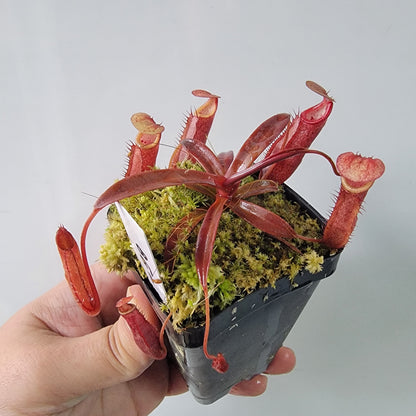 Nepenthes densiflora BE