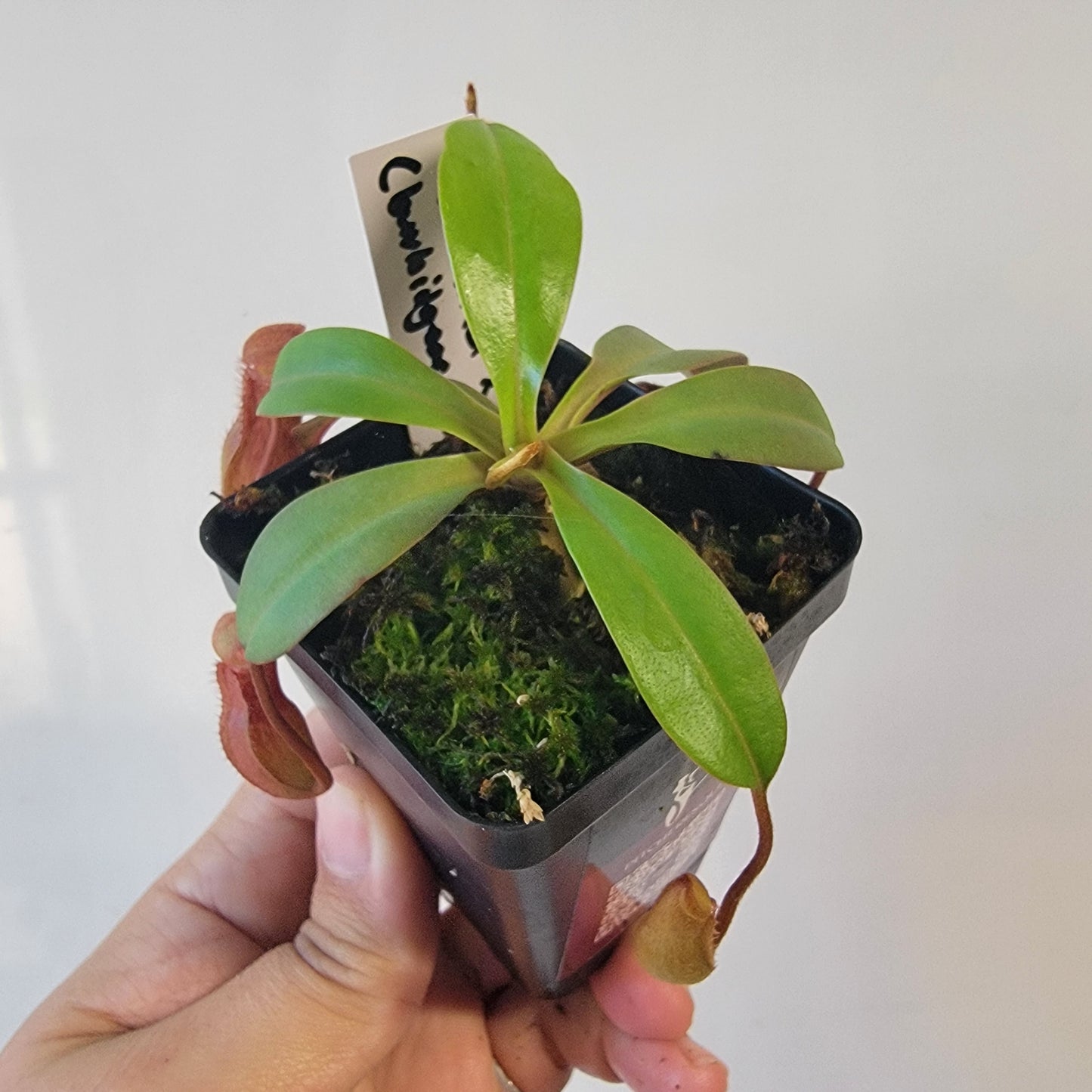 Nepenthes burkei x burbidgeae x edwardsiana BE