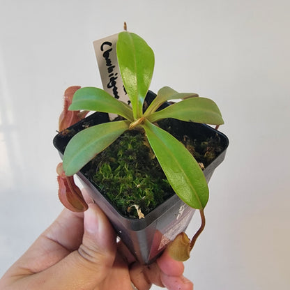 Nepenthes burkei x burbidgeae x edwardsiana BE
