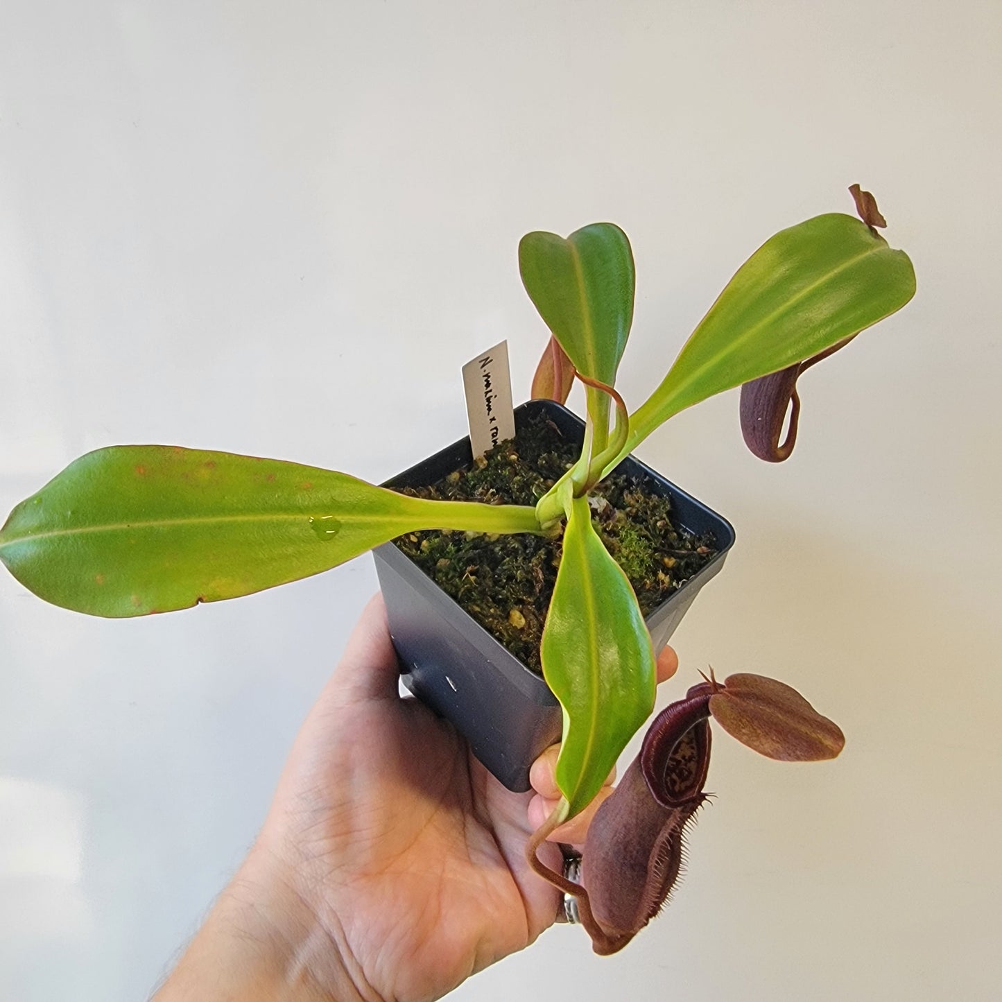 Nepenthes maxima x ramispina BE