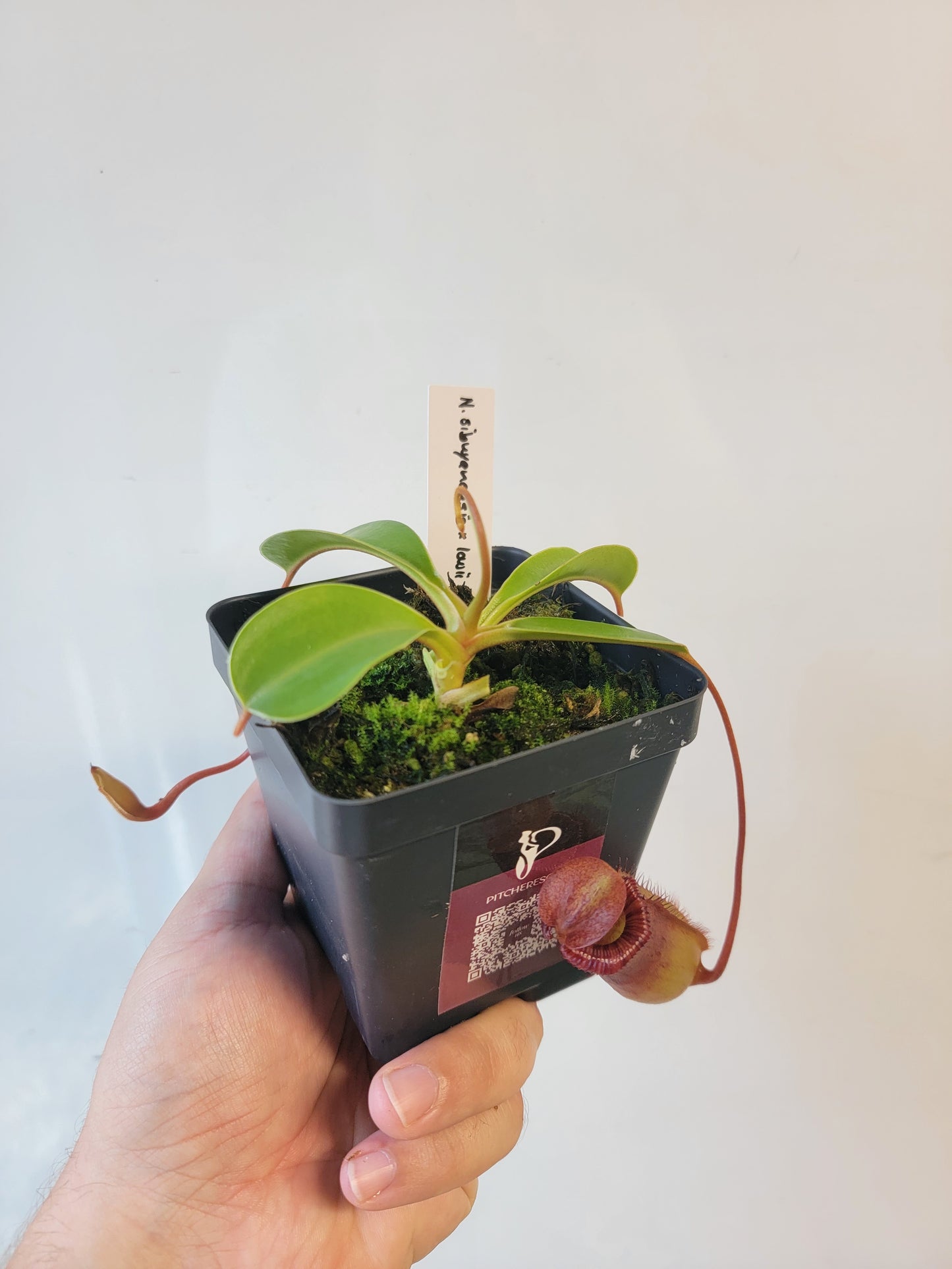 Nepenthes sibuyanensis x lowii BE