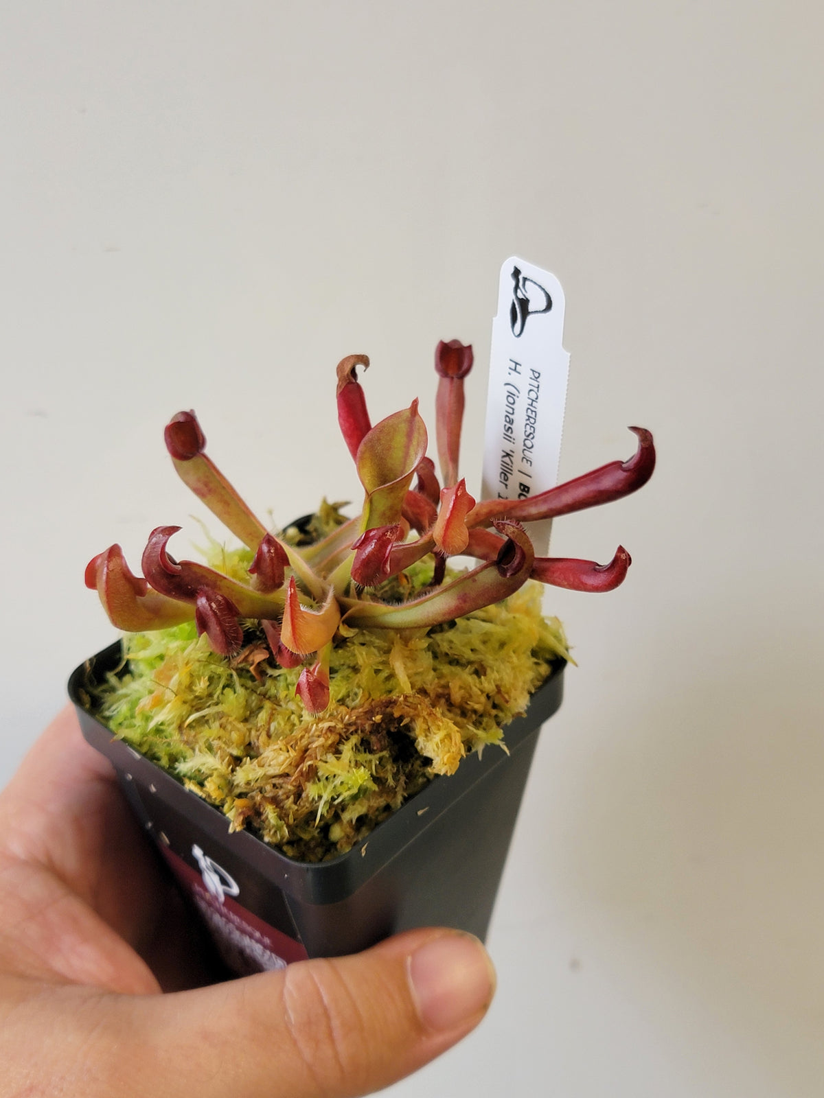 Heliamphora ionasii x pulchella BCP