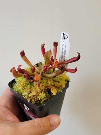 Heliamphora ionasii x pulchella BCP