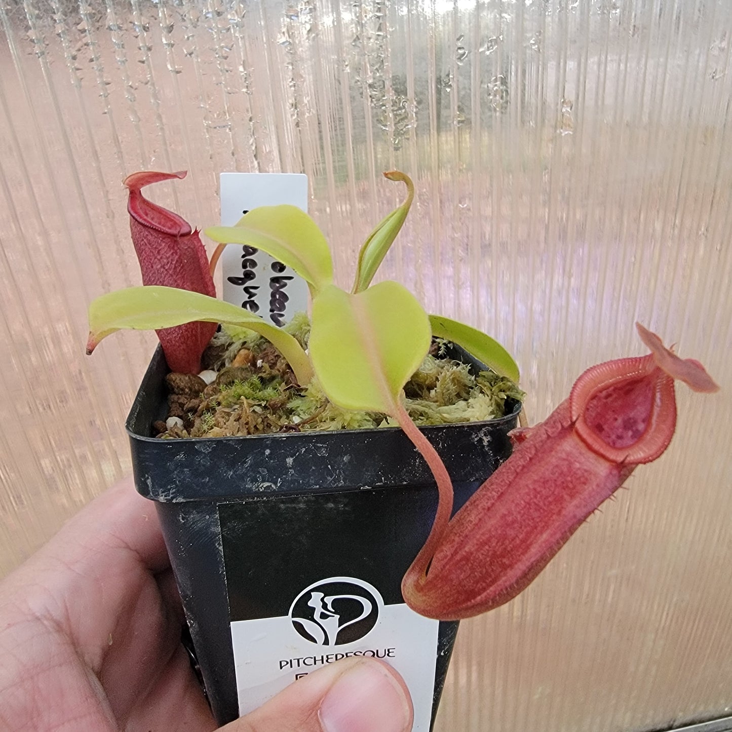 Nepenthes robcantleyi x jacquelineae BE