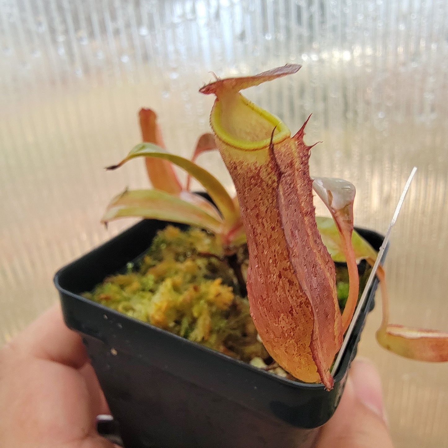 Nepenthes ramispina x reinwardtiana BE