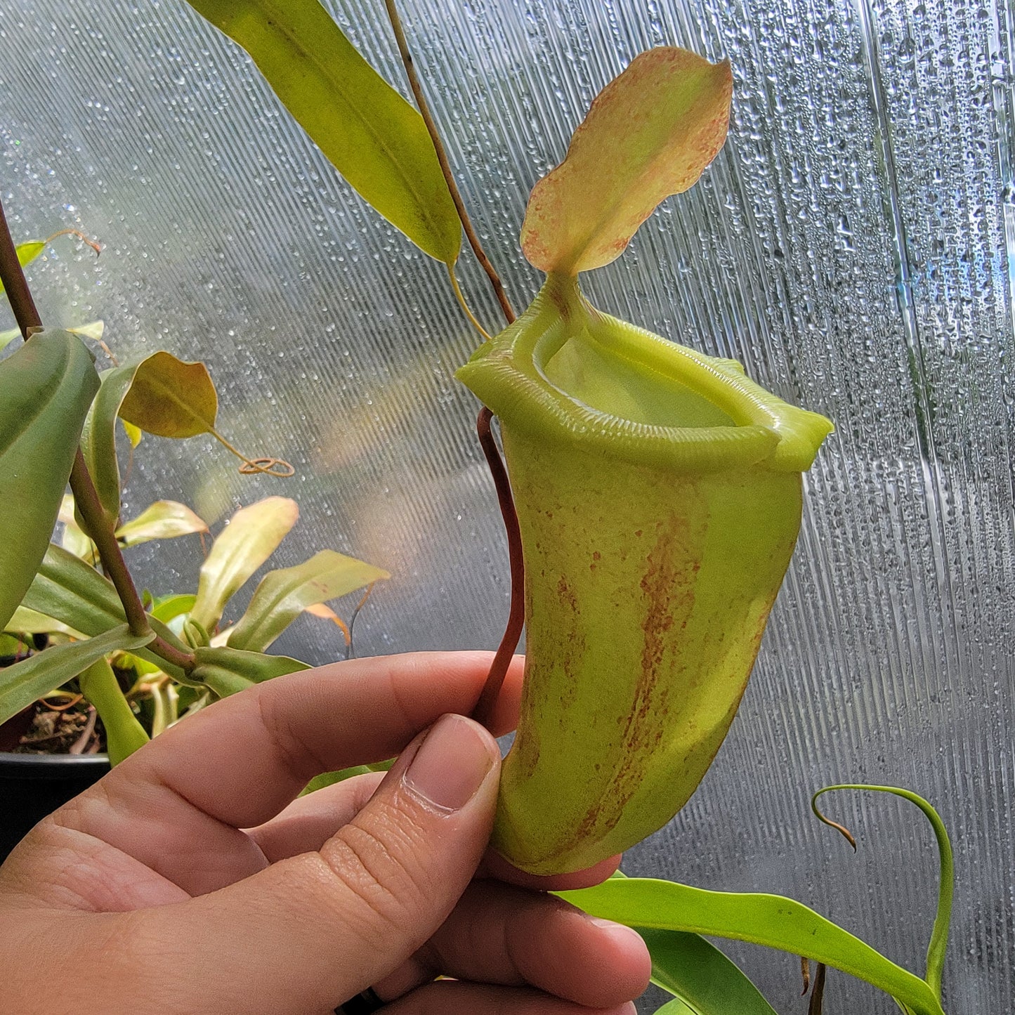 Nepenthes ventricosa x sibuyanensis x flava EP