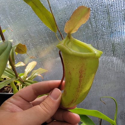 Nepenthes ventricosa x sibuyanensis x flava EP