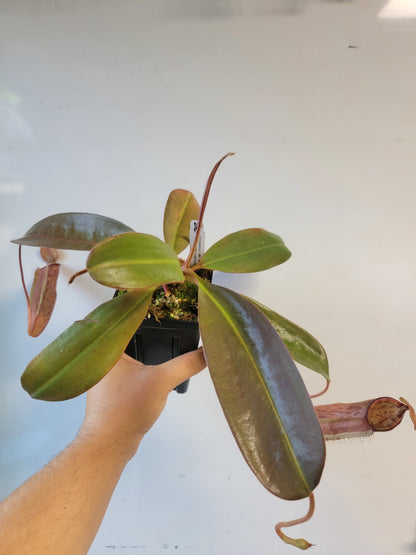 Nepenthes peltata x samudera BE