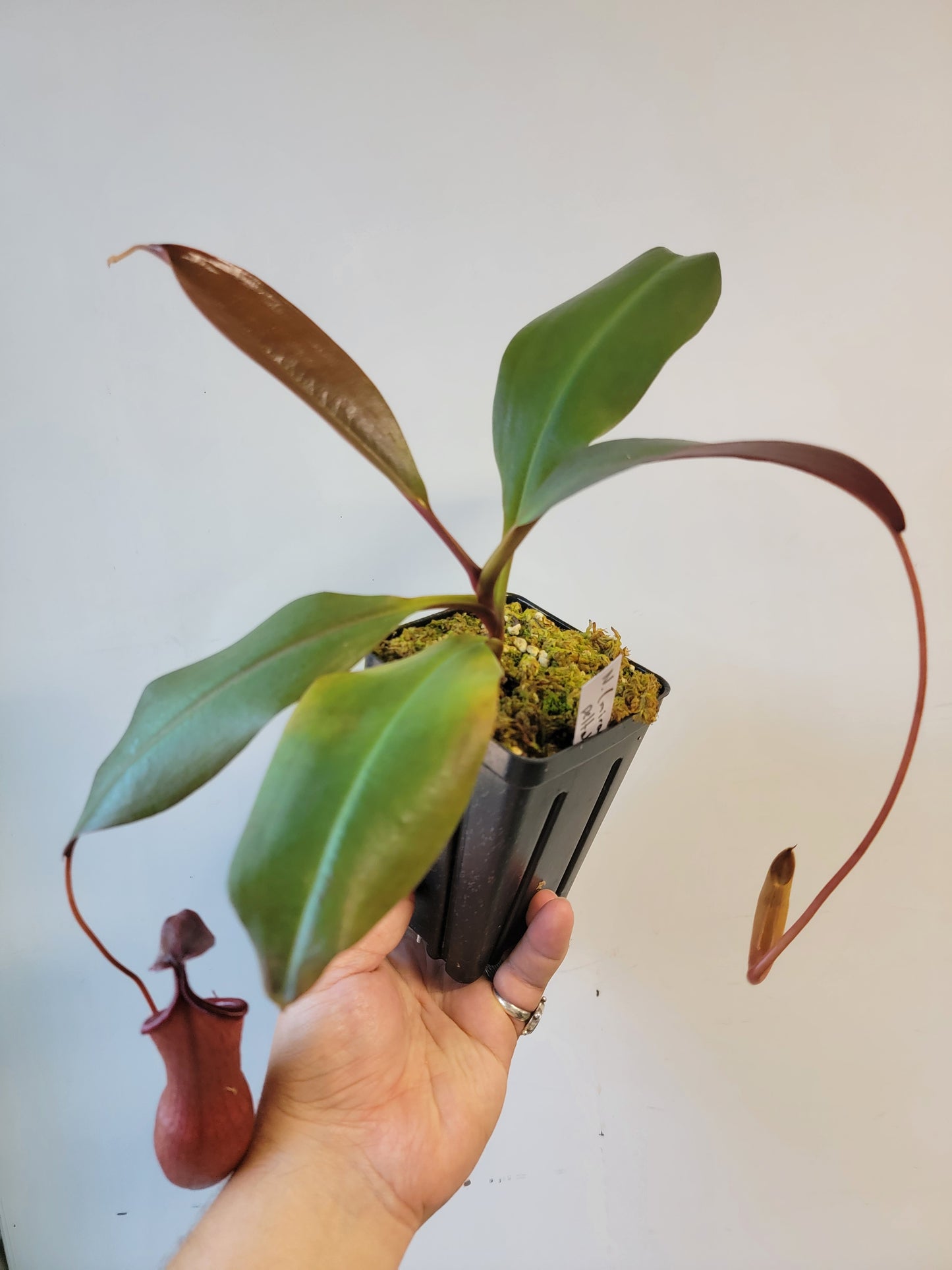 Nepenthes mira x peltata BE