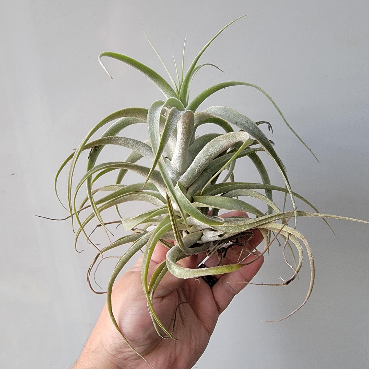 Tillandsia cacticola X