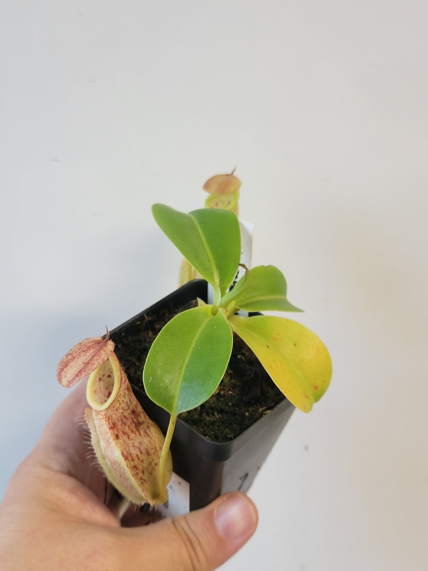 Nepenthes robcantleyi x merrilliana BE