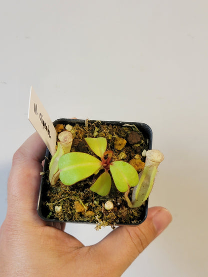 Nepenthes clipeata BE