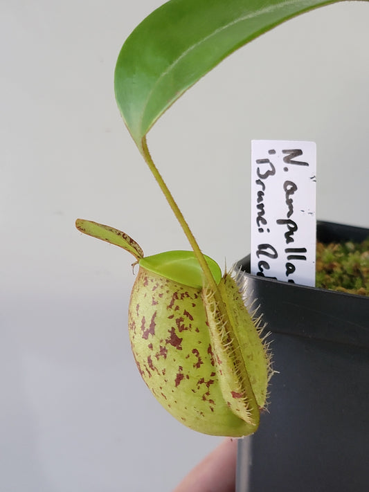 Nepenthes ampullaria 'Red Speckle' BE