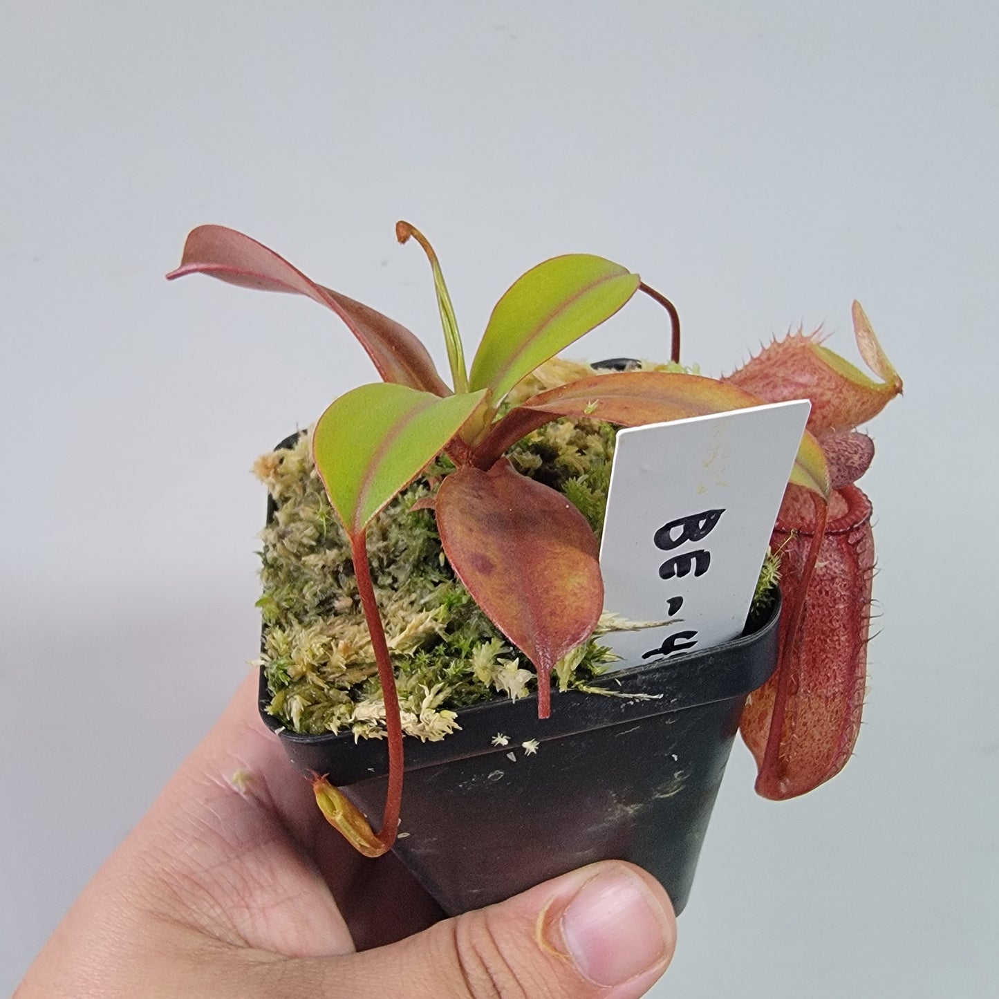 Nepenthes ventricosa x attenboroughii BE