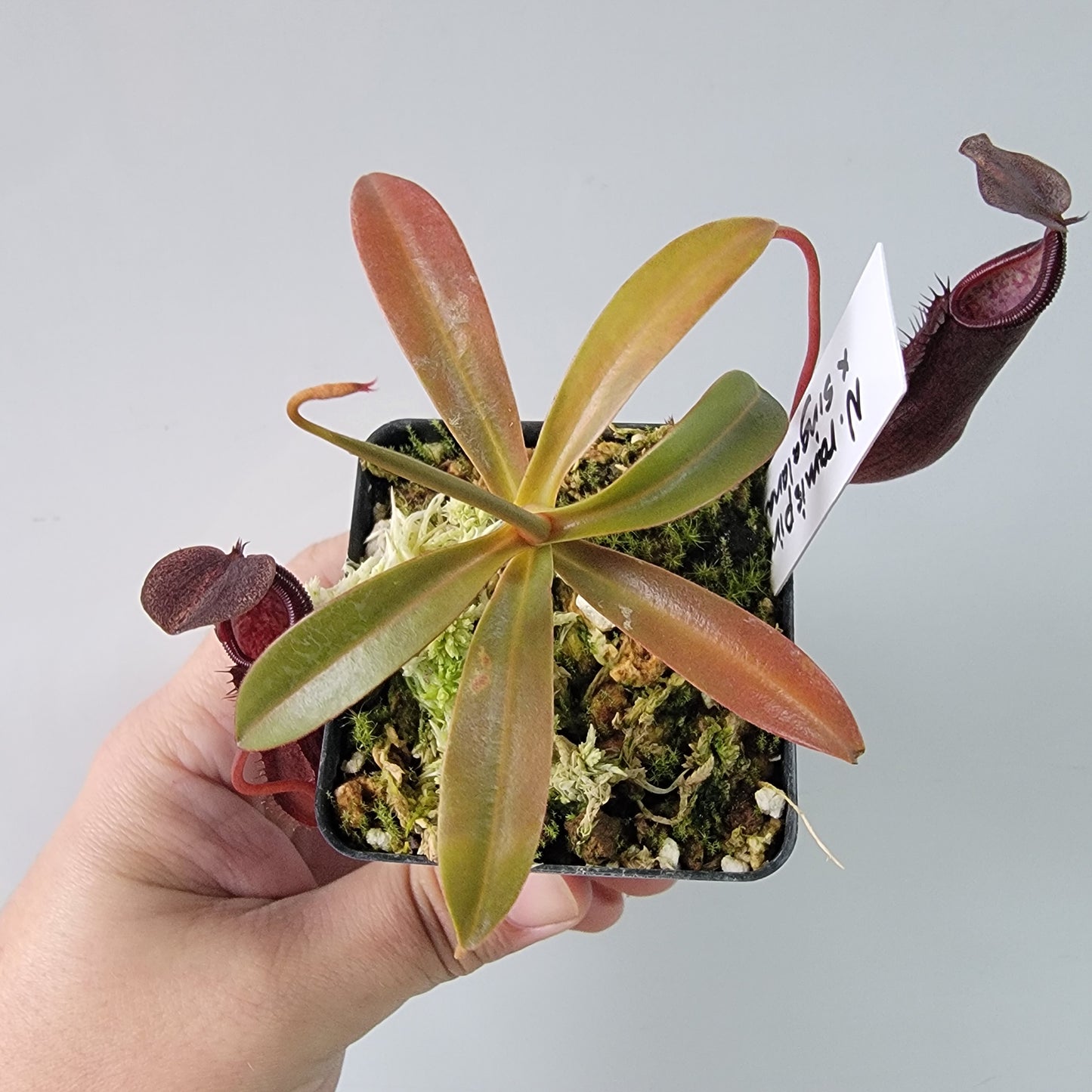 Nepenthes ramispina x singalana BE