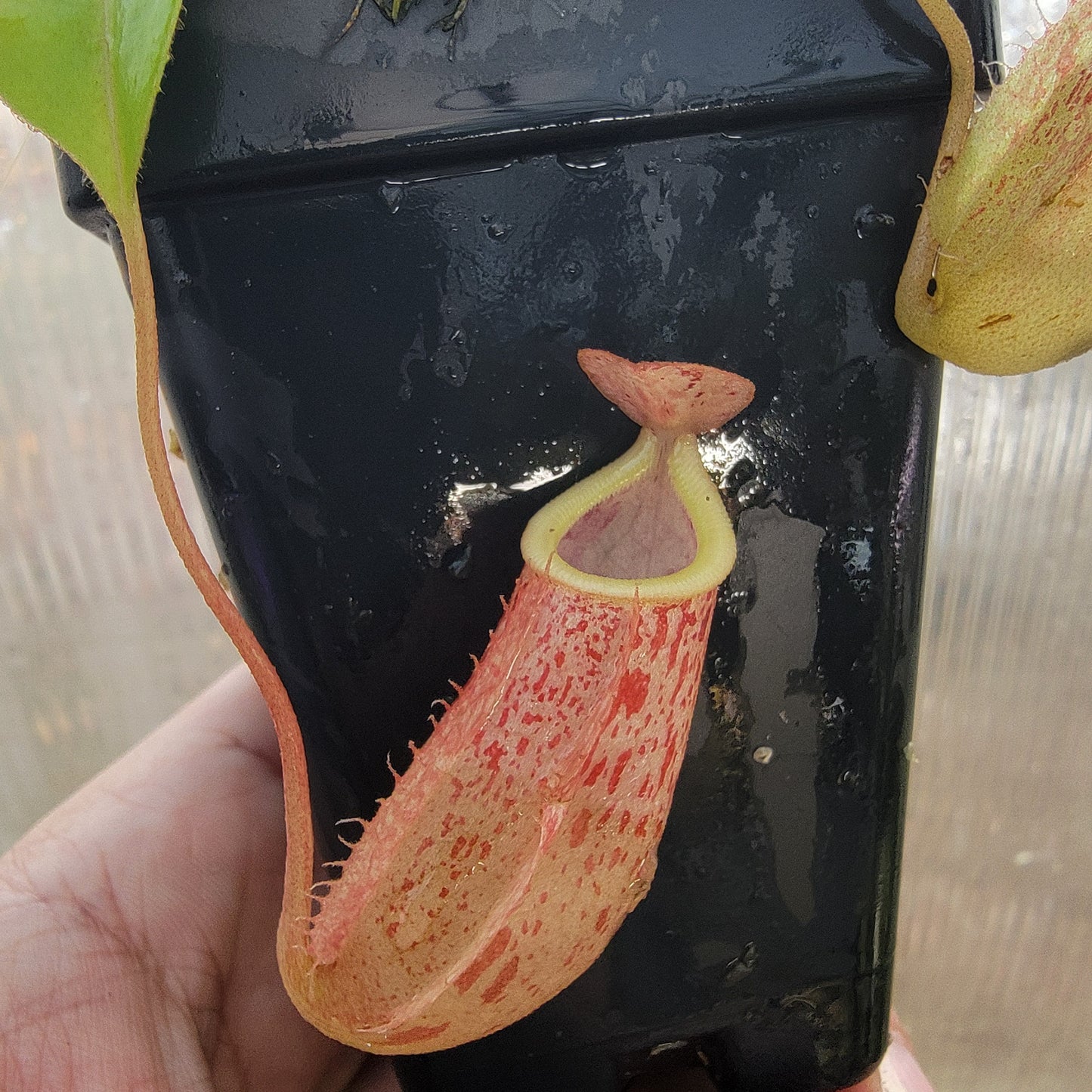 Nepenthes glabrata x veitchii BE