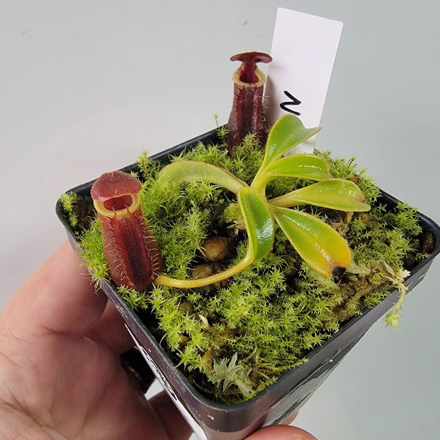 Nepenthes lowii BE *New Clone*