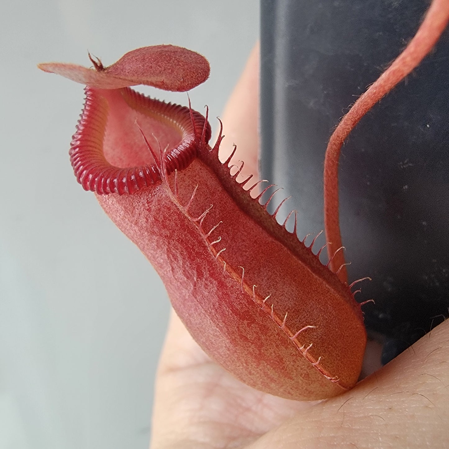 Nepenthes villosa x ventricosa BE