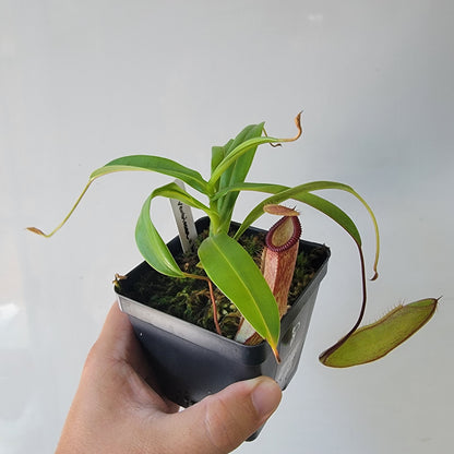Nepenthes ventricosa x hamata BE