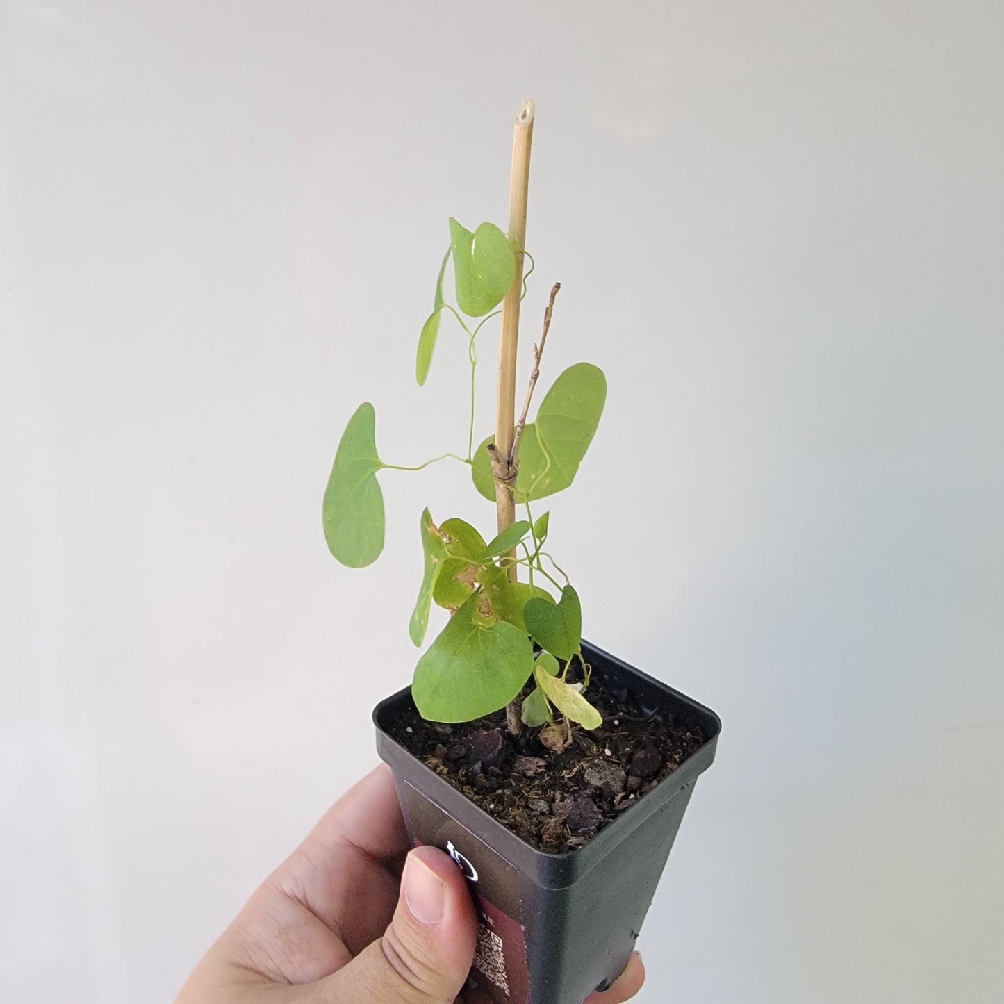 Aristolochia argentina