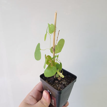 Aristolochia argentina