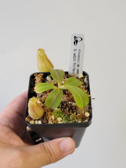 Nepenthes veitchii 'Phil Mann' BE