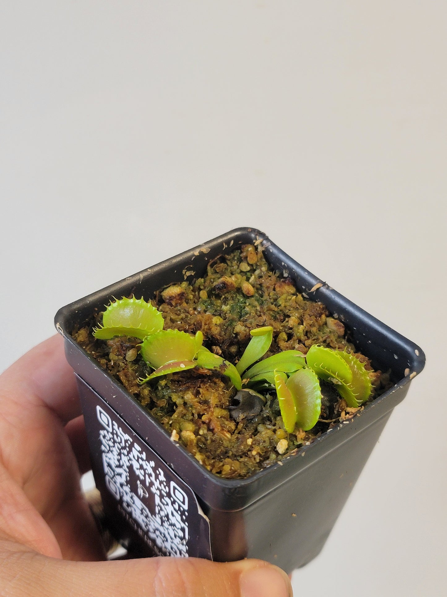 Dionaea musc. "Villarica"