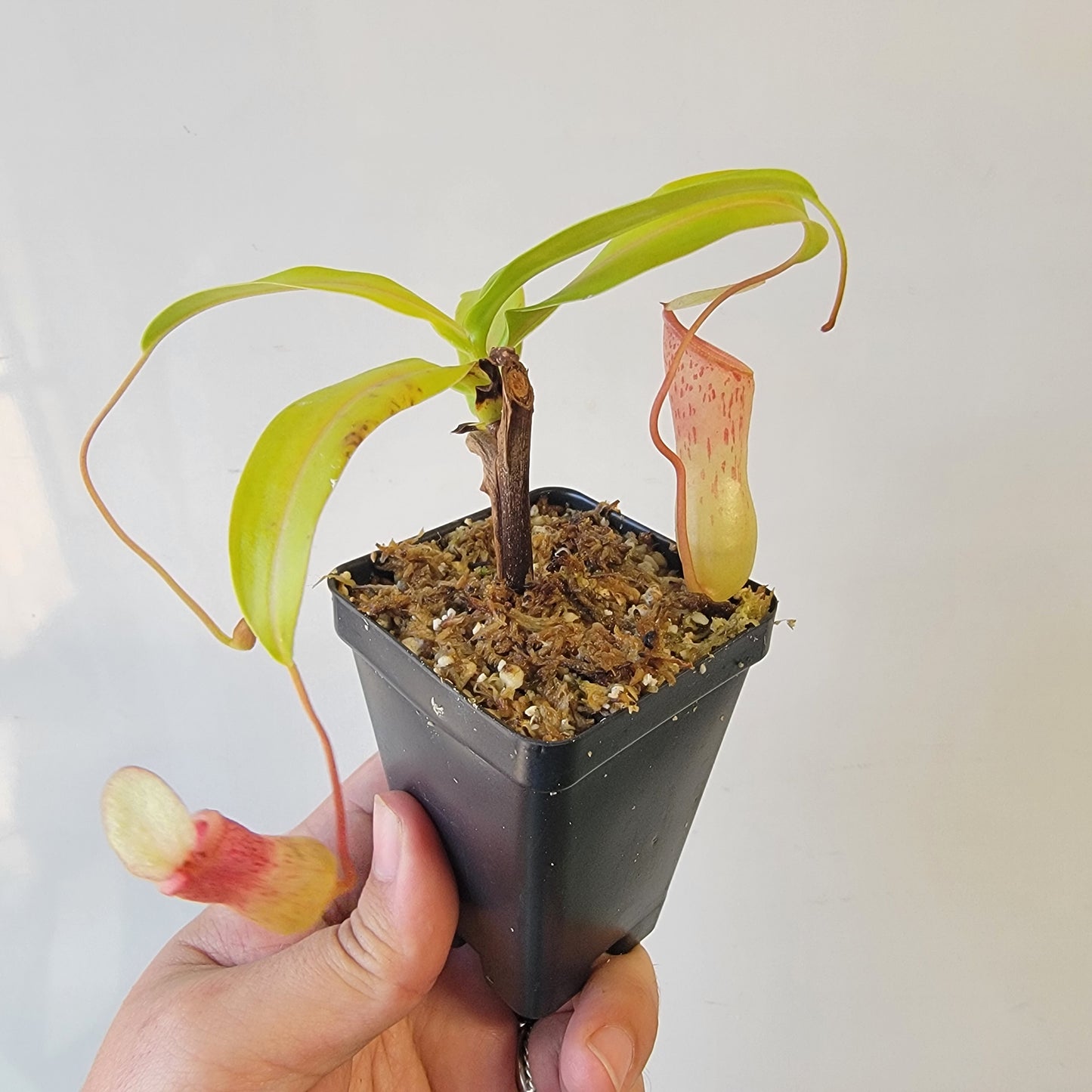 Nepenthes ventricosa 'HI clone'