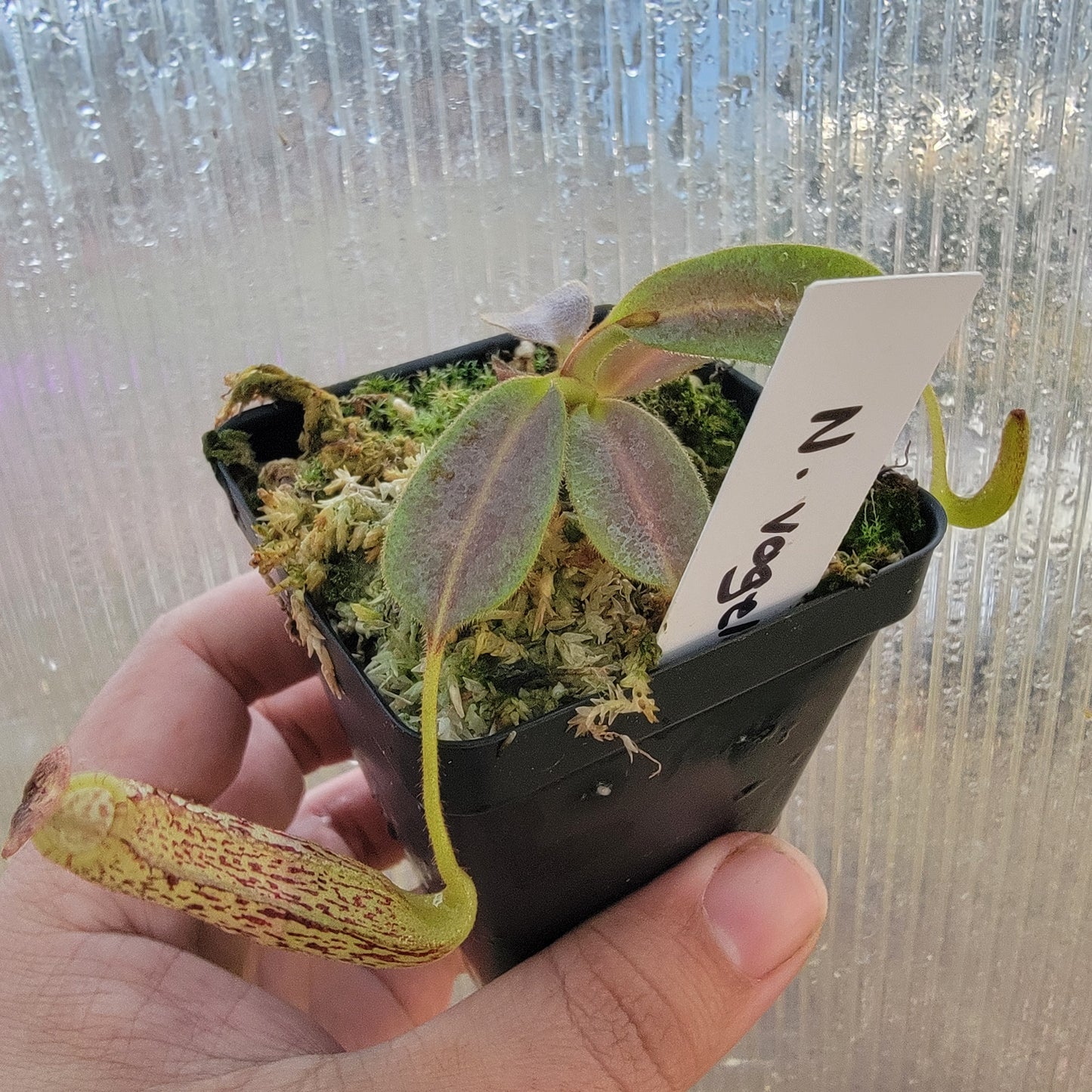 Nepenthes vogelii BE