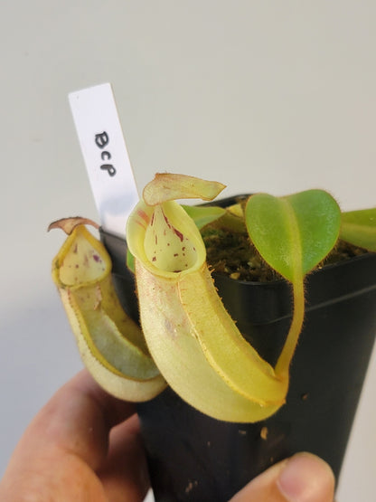 Nepenthes veitchii BCP