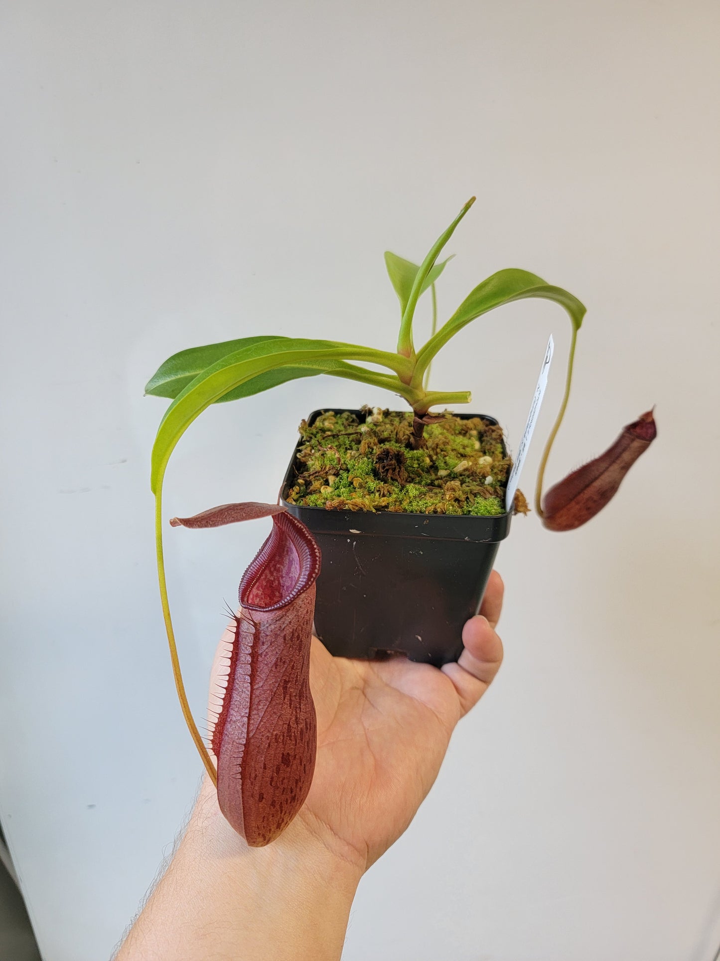 Nepenthes singalana x ventricosa x robcantleyi BE