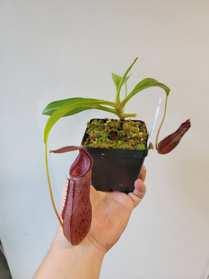 Nepenthes singalana x ventricosa x robcantleyi BE