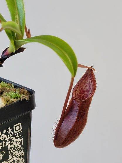 Nepenthes singalana x diabolica BE