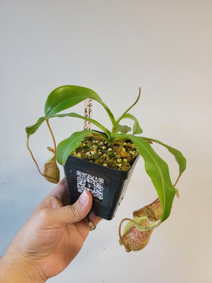 Nepenthes glabrata x veitchii BE