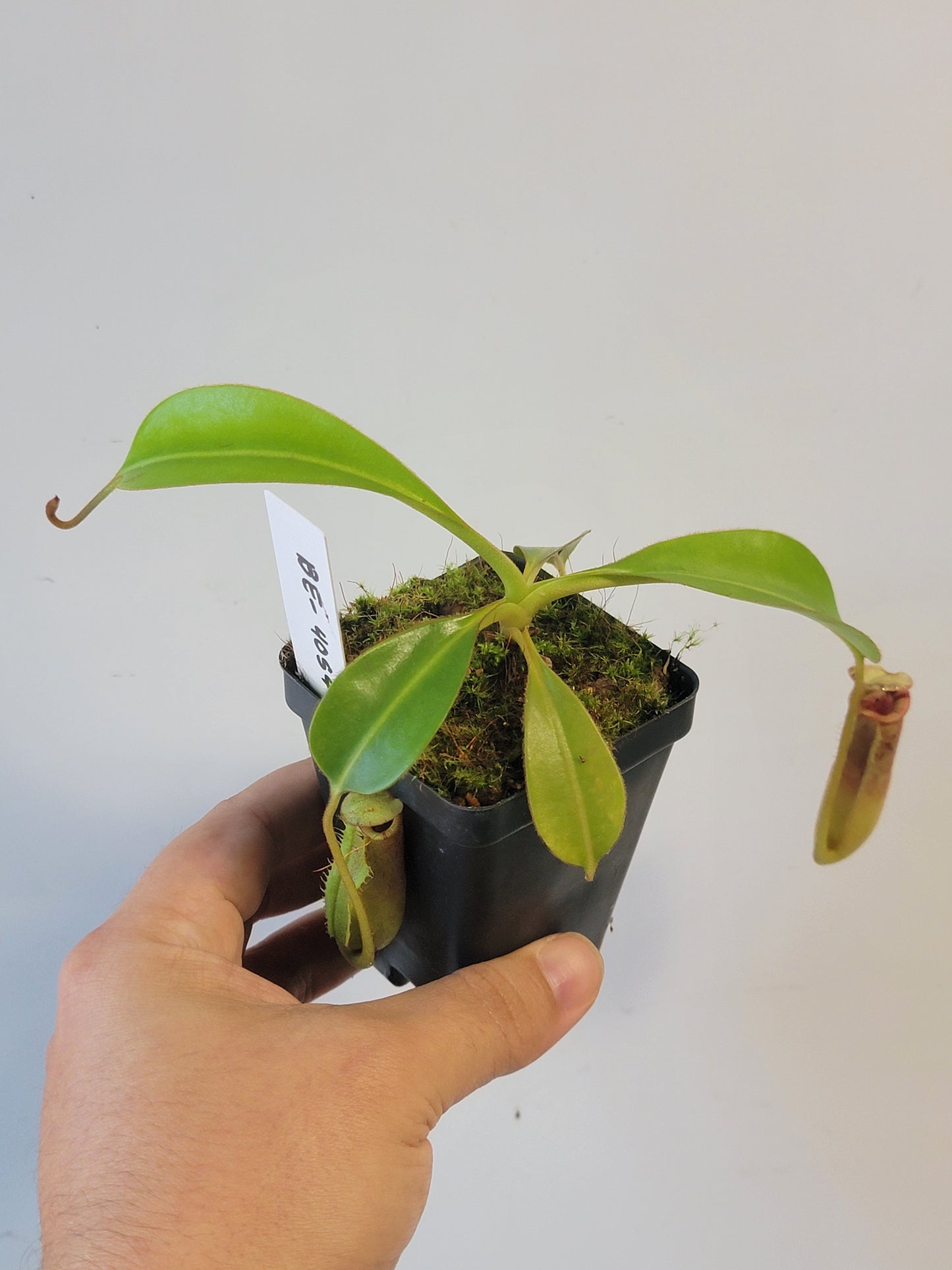 Nepenthes xTrusmadiensis x burbidgeae BE