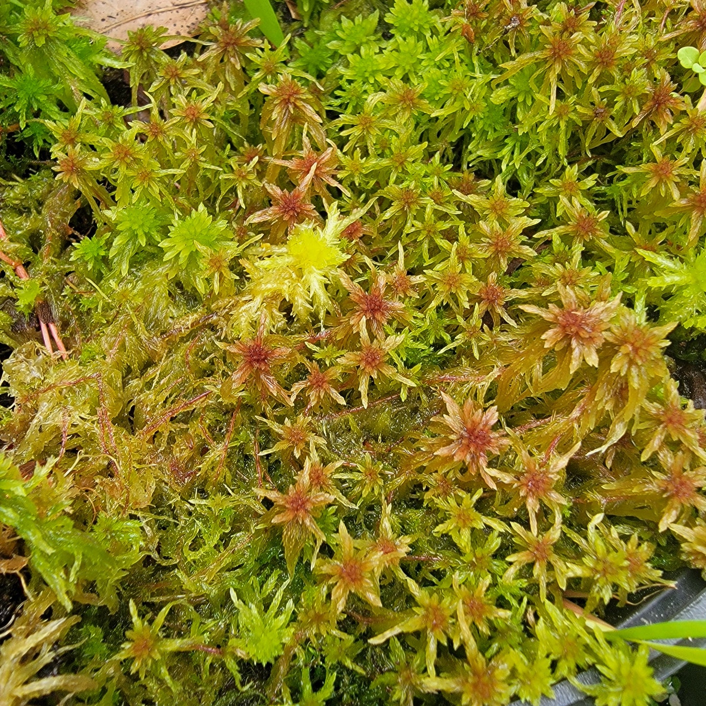Temperate Sphagnum moss live 1 QT