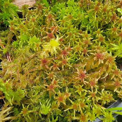 Temperate Sphagnum moss live 1 QT