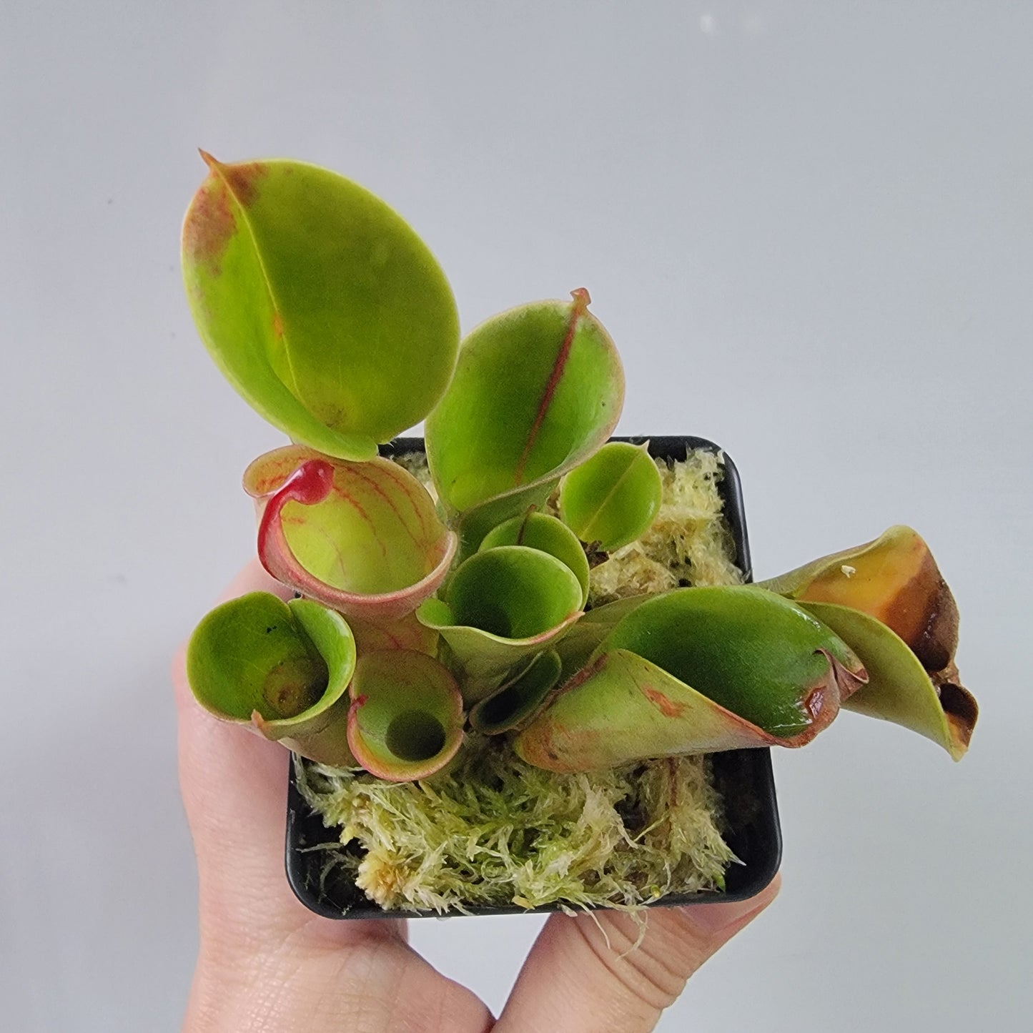 Heliamphora heterodoxa x minor