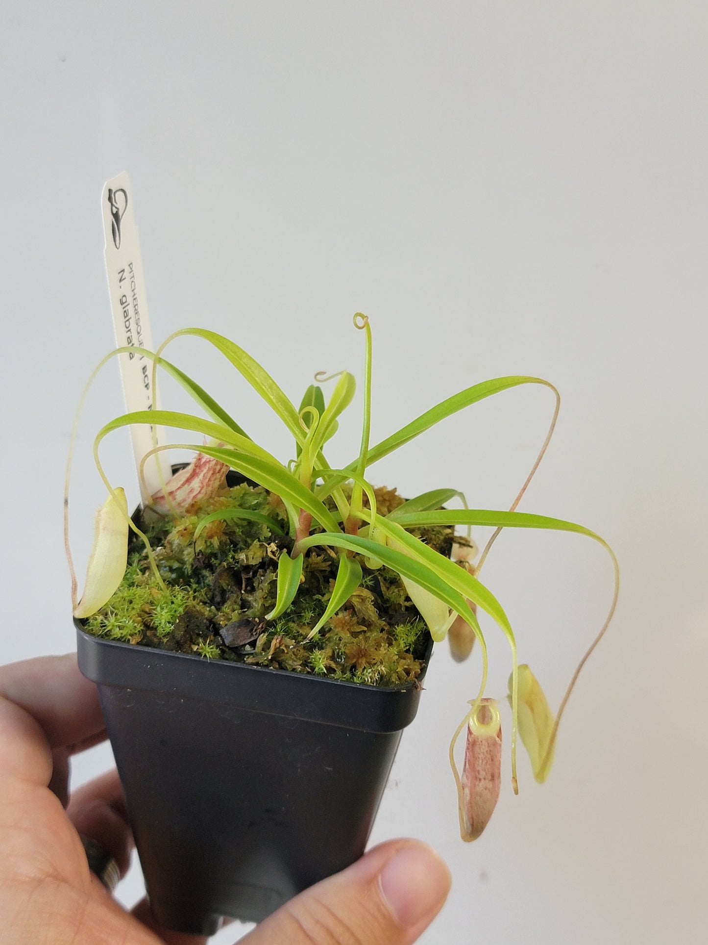 Nepenthes glabrata BCP